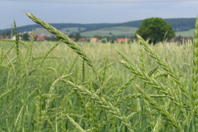 Dinkelähren - © Markus Mücke Dinkelähren