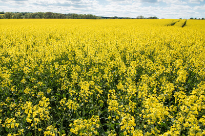 Rapsblüte Mai 2018 - © Wolfgang Ehrecke Rapsblüte Mai 2018