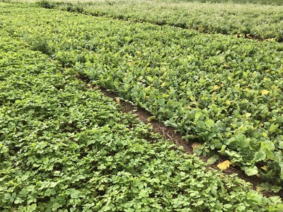 Zwischenfruchtversuch Koldingen am 11.11.2025 - © Annette Hoffmann Zwischenfruchtversuch Koldingen am 11.11.2025