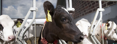 - © Fotograf Andreas Tamme Ausbildung Herdenmanager Echem