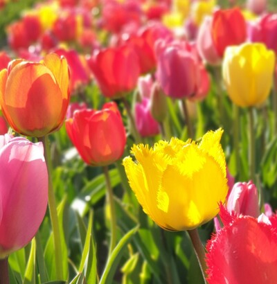 Tulpen - © Birgit Jürgens Tulpen