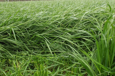 Ackergras - © Gerd Lange Ackergras