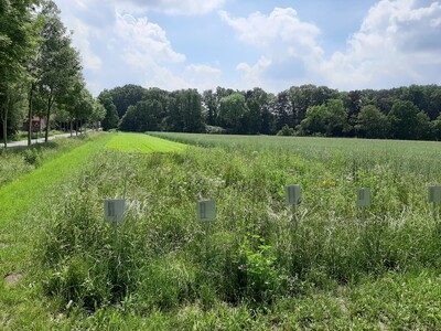 Blühstreifen-Fläche am Weidenweg