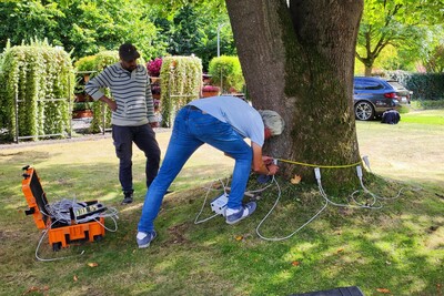 Baumuntersuchung mittels Schalltomographie an einem Tulpenbaum - © Nadja Krause Baumuntersuchung mittels Schalltomographie an einem Tulpenbaum