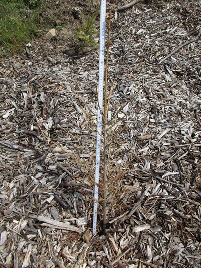 Auch das Mulchen einer Fläche kann dazu führen, dass die Wurzeln einer Jungpflanze (hier eine Fichte) keinen Anschluss zum Mineralboden finden und dadurch austrocken.
