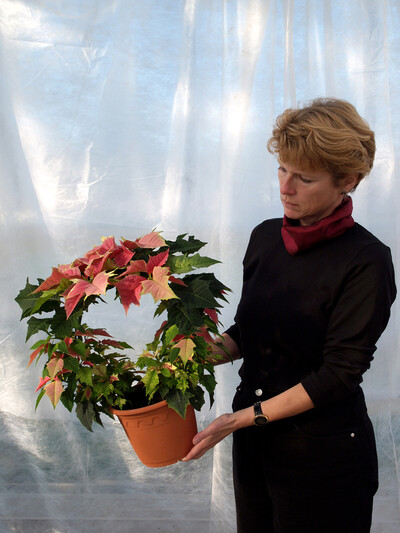 Weihnachtsstern - © Annette Pilz Weihnachtsstern