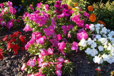 Sommerblumenbeet - © Ilka Richter Sommerblumenbeet