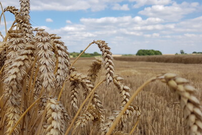 Erntezeit - © Corinna Opitz Erntezeit