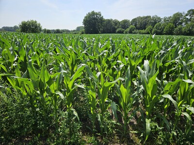 Maisbestand - © Maximilian Koppel Maisbestand