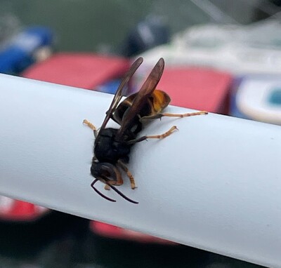 Asiatische Hornisse - © HaiYen Trinh Asiatische Hornisse