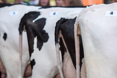 Landesentscheid Tierbeurteilung Nortrup 22.06.2017 - © Wolfgang Ehrecke Landesentscheid Tierbeurteilung Nortrup 22.06.2017