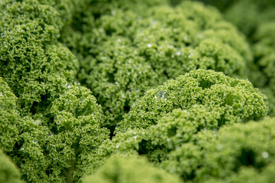 Erntereife Grünkohlpflanzen auf einem Feld des Betriebs Gottfried Gerken aus Langförden (Stadt Vechta). - © Wolfgang Ehrecke Erntereife Grünkohlpflanzen auf einem Feld des Betriebs Gottfried Gerken aus Langförden (Stadt Vechta).