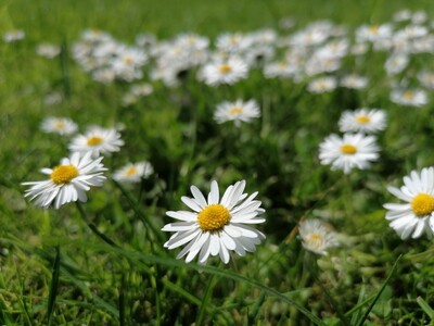 Gänseblümchen