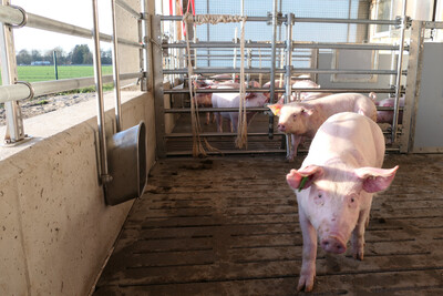 Ferkel im Außenklimastall der LWK-Versuchsstation für Schweinehaltung in Wehnen. - © Carmen Horstrup Ferkel im Außenklimastall der LWK-Versuchsstation für Schweinehaltung in Wehnen.