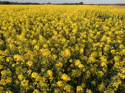 Winterraps - © Carsten Rieckmann Winterraps