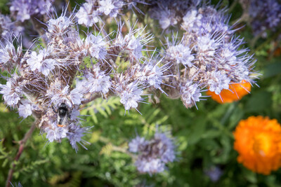 Unterzeichnung der Vereinbarung Der Niedersächsische Weg – Maßnahmenpaket für Natur-, Arten- und Gewässerschutz am 25.05.2020 in Wunstorf.