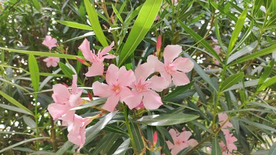 Oleander in Blüte