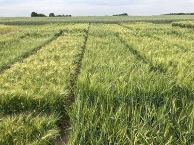 LSV Winterbraugerste - © Carsten Rieckmann LSV Winterbraugerste