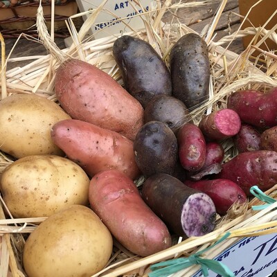 bunte Kartoffeln - © francina82 / pixabay /media/media/82185B88-E644-E7F6-2848B5BCD0E1C67F.jpg