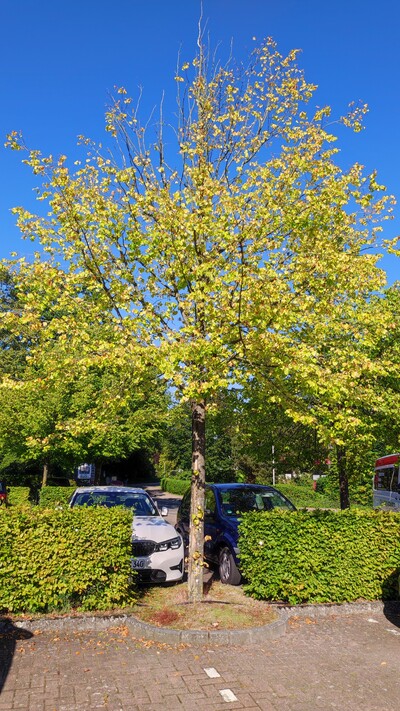 gestresster Stadtbaum - Trockenschäden