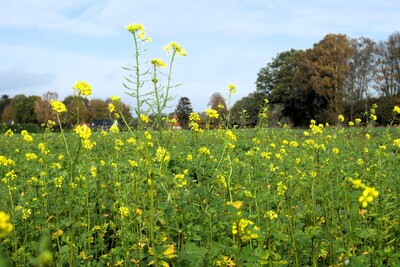 Zwischenfruchtbestand Wehnen