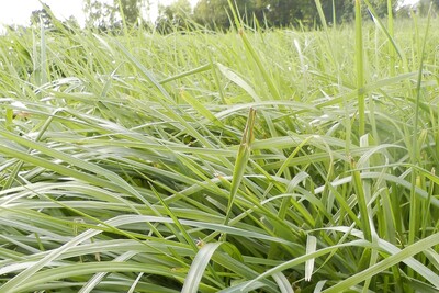 Was leisten einjährige Acker- und Kleegrasmischungen - © Dr. Christine Kalzendorf Was leisten einjährige Acker- und Kleegrasmischungen