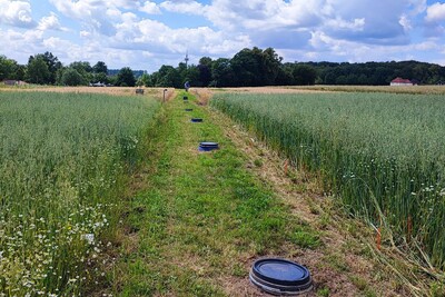 Versuchsstandort Belm am Feldtag, 28.06.2024