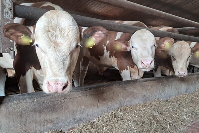 Mastbullen - © Karolin Berges Mastbullen