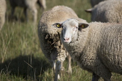 Leineschaf - © Andreas Tamme /media/media/99E39618-0337-36CF-670DD6FAC723EB58.jpg