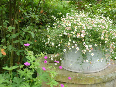 Das Spanische Gänseblümchen (Erigeron karvinskianus - © Christiane Rehkamp Zinkwanne mit Bepflanzung