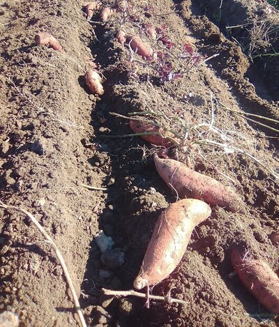 Süßkartoffeln auf Feld