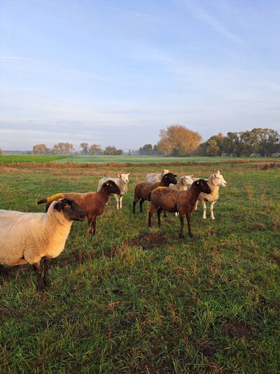 Schaf auf Weide 3