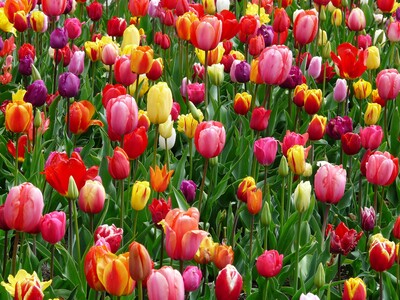 ein buntes Blütenmeer aus Tulpen - © Hans / Pixabay.com /media/media/09C7D839-D948-7FC5-B9B701FAAD60A7E2.jpg