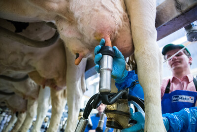 35. Bundeswettbewerb Melken 22. bis 26. April im LBZ Echem - © Wolfgang Ehrecke /media/media/4ABA8FC2-C9A6-0B5C-7A5715E7750E714F.jpg