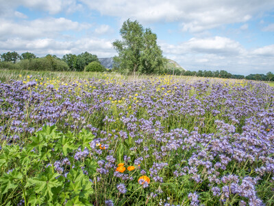 Unterzeichnung der Vereinbarung Der Niedersächsische Weg – Maßnahmenpaket für Natur-, Arten- und Gewässerschutz am 25.05.2020 in Wunstorf.