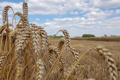 Erntezeit - © Corinna Opitz Nahaufnahme von reifen Weizenähren auf einem Feld unter einem bewölkten Himmel. Im Hintergrund sind Bäume sichtbar.