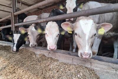 Mastbullen - © Karolin Berges /media/media/1E4B1E96-D070-6B7B-DD3E2B1369757929.jpg