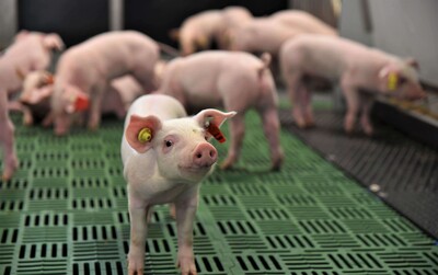 Die Farmmanagement-Software DigiSchwein soll dazu beitragen, das Wohlbefinden von Sauen, Ferkeln und Mastschweinen nachhaltig zu verbessern.