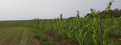 - © Martina Diehl Agroforst