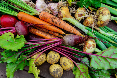 Erntezeit im Gemüsebeet - © Soho A studio / stock.adobe.com Frisches Gemüse, darunter Karotten, rote Bete, Kartoffeln und Zwiebeln, liegt auf einem Holztisch.
