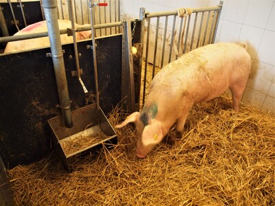 Genesungsbucht für Sauen mit Stroheinstreu und Kontaktgitter