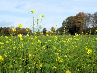 Zwischenfruchtbestand Wehnen