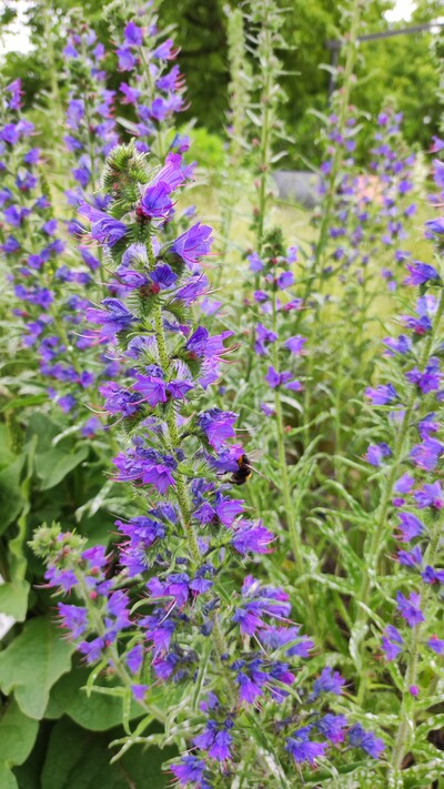 Echium vulgare – Gewöhnlicher Natternkopf