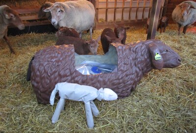 Geburtssimulator Schaf - © Tabea Tenninger / Stiftung Tierärztliche Hochschule Hannover /media/media/406F85F2-9A7E-A346-4A6F47CBAD9C5E8C.JPG