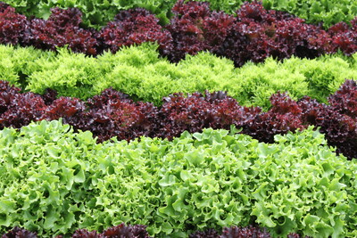 Pflücksalat - © Erich Klug /media/media/146502AD-E581-3255-958BE4798AE2C1C5.JPG