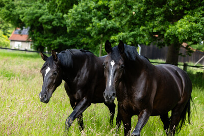 Pferde auf Weide - © J. Fellner / EQuus-Foto.de /media/media/874A150D-B4AE-E6F8-74867821ADBB04E2.jpg