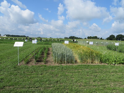 Feldtag Borwede 2015 - © Urte Kollek /media/media/F15619F1-9512-2999-0D34136CCFB13413.JPG