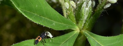 Larve des Asiatischen Marienkäfers erbeutet eine Blattlaus