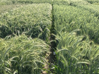 LSV Wintrtriticale - © Carsten Rieckmann LSV Wintrtriticale