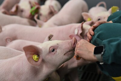 Erstmals hat die Landwirtschaftskammer Ferkel in die neue DigiSchwein-Ferkelaufzucht eingestallt.